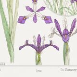 Affiche “Iris”, d’après une lithographie art nouveau de 1897