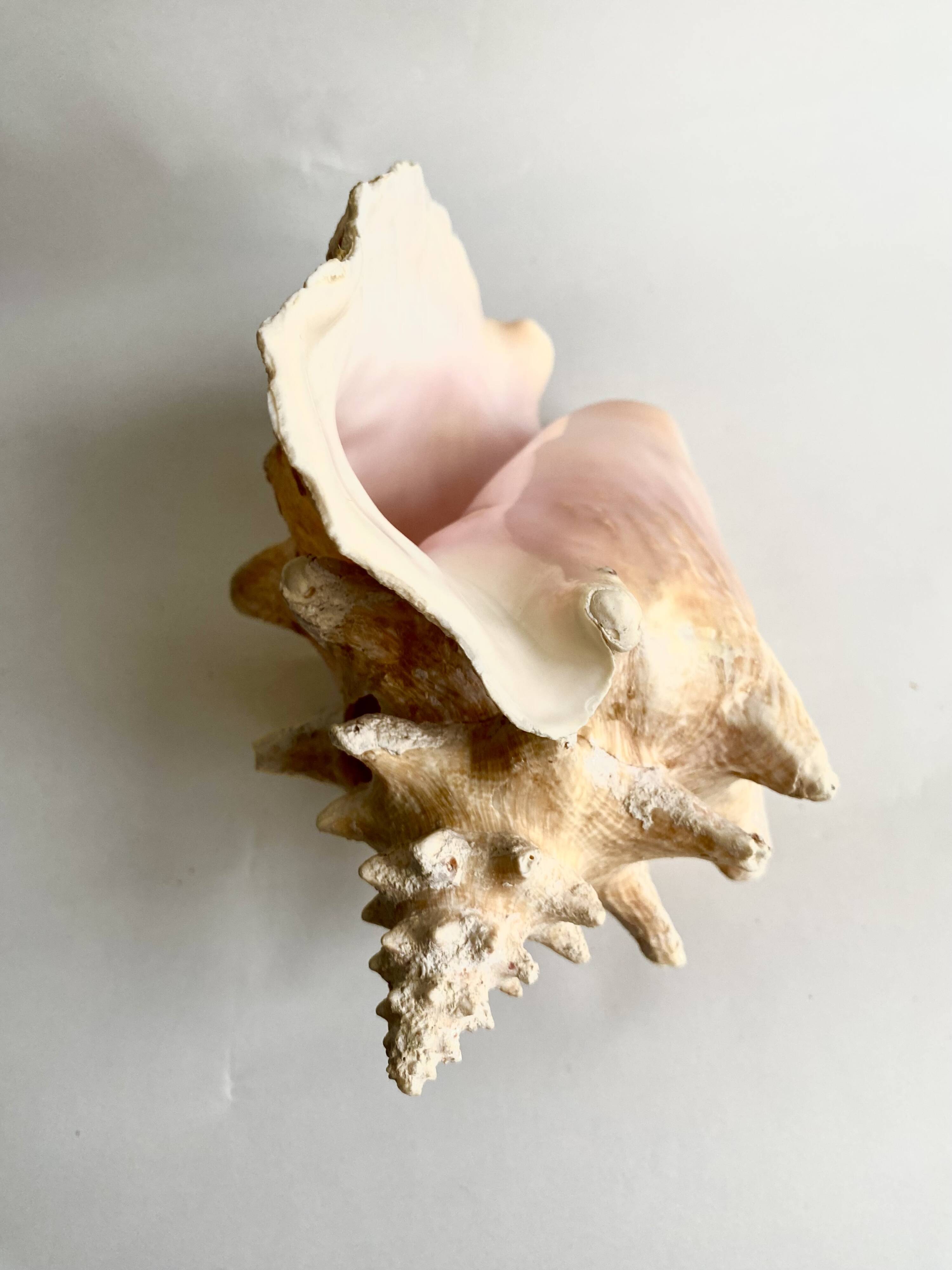 Florida shell