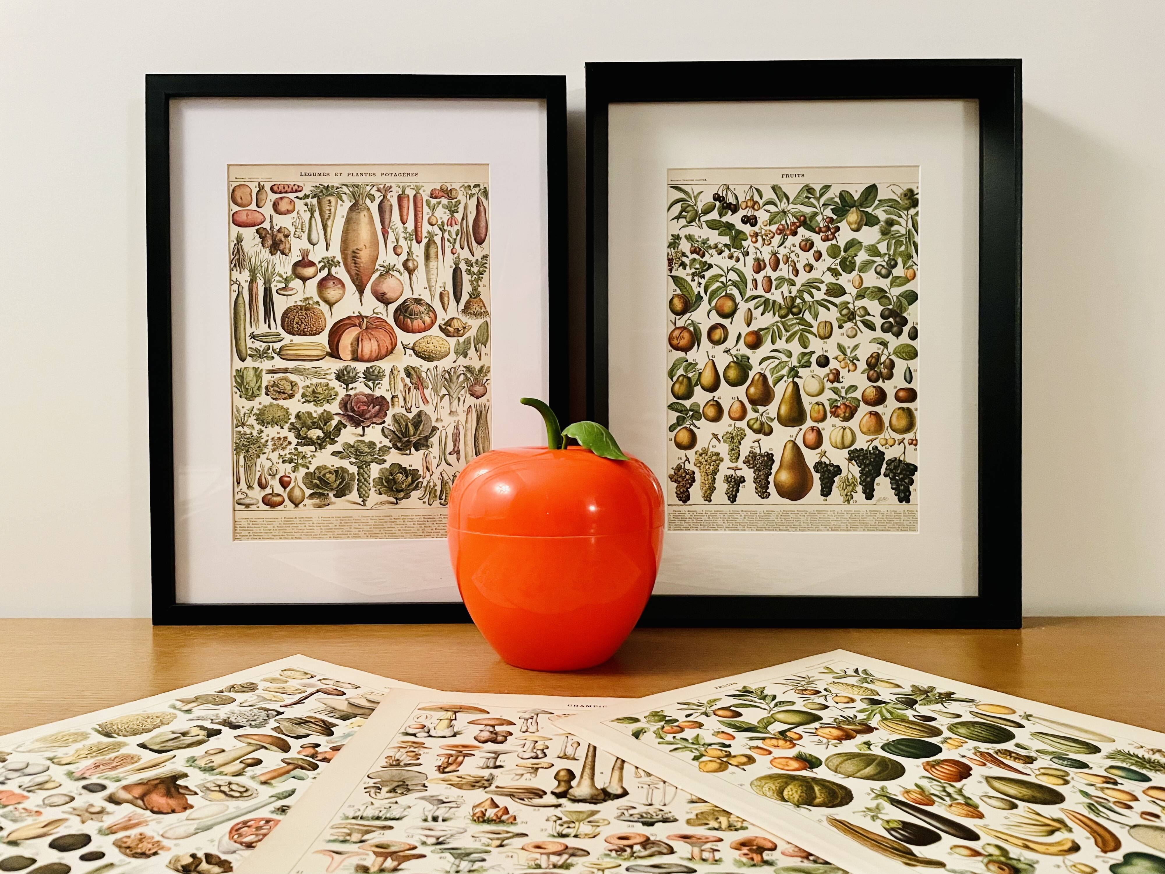 Lithograph on carrots - 1920