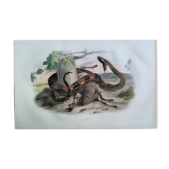 Original zoological plate of 1839 "saurian" the diviner