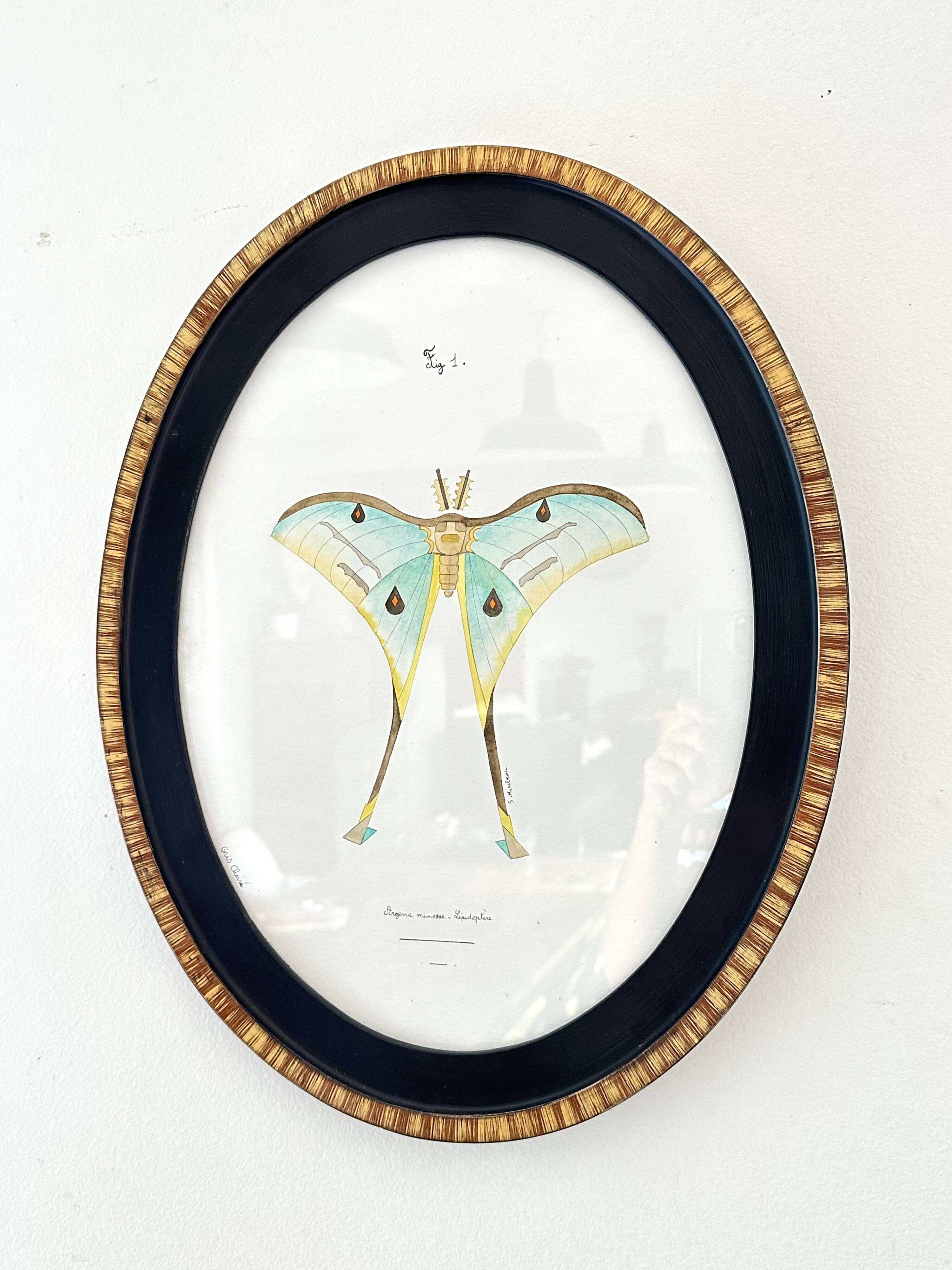 butterfly frame