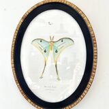 butterfly frame