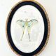 butterfly frame