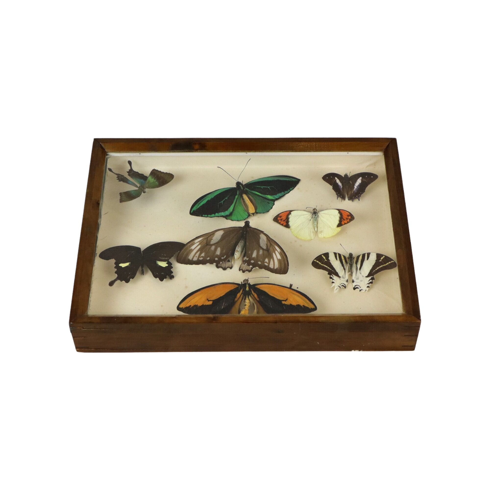 Colorful Framed Tropical Butterflies Taxidermy Mounted Insect Display 8 Pieces 40x30cm