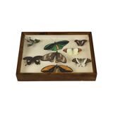 Colorful Framed Tropical Butterflies Taxidermy Mounted Insect Display 8 Pieces 40x30cm