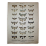 Old engraving of Butterflies - Lithograph from 1887 - Corticea - Original vintage illustration