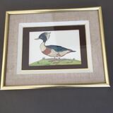 Two framed drawings of ducks signed Dayelle de Terronblan