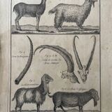 Engraving Old book 18th century Buffon, Bonnaterre, Natural history