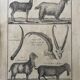 Gravure Livre ancien XVIIIe Buffon, Bonnaterre, Histoire naturelle