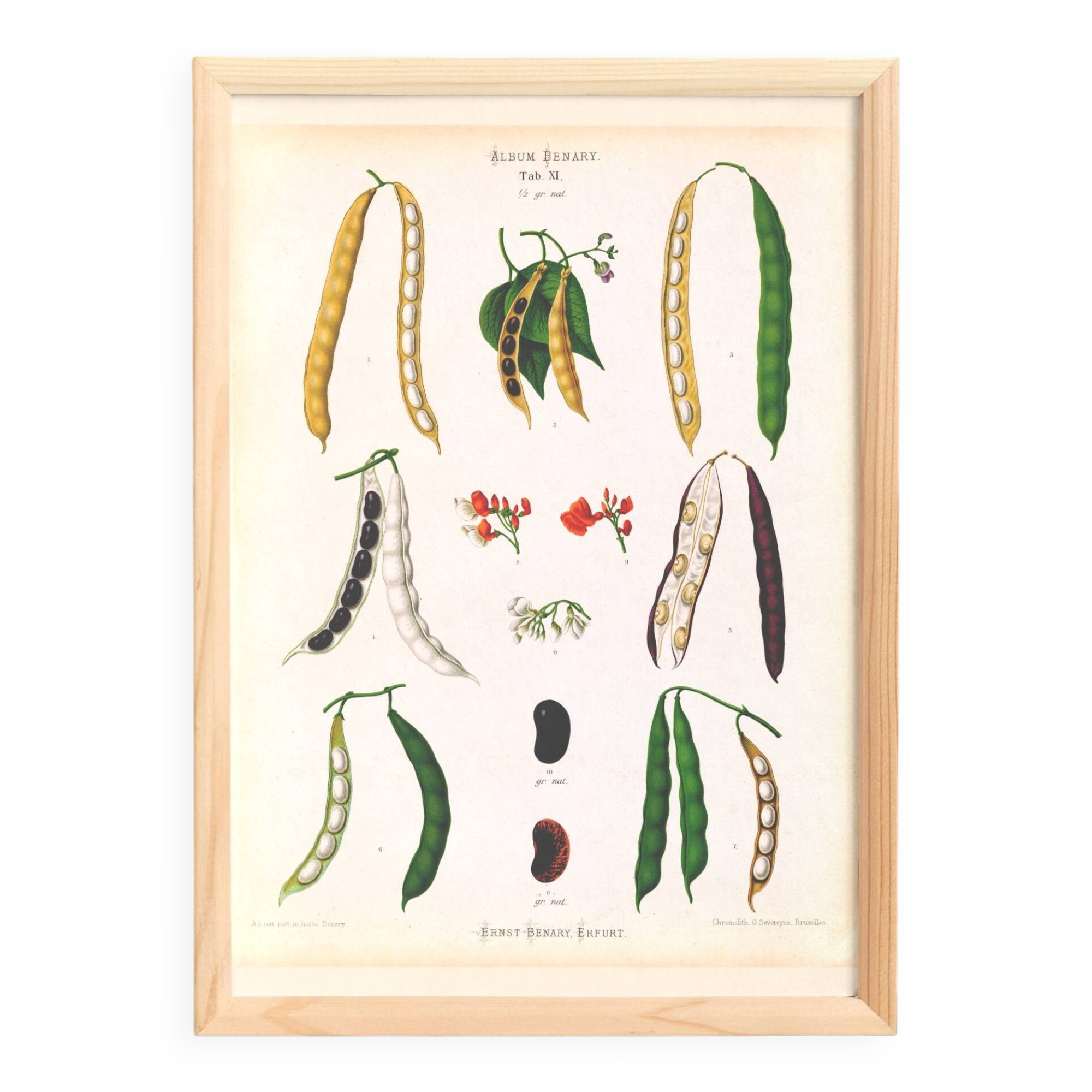 Poster on varieties of broad beans, based on an old engraving from 1886.