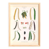 Poster on varieties of broad beans, based on an old engraving from 1886.