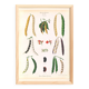 Poster on varieties of broad beans, based on an old engraving from 1886.