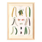 Poster on varieties of broad beans, based on an old engraving from 1886.