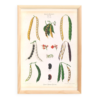 Poster on varieties of broad beans, based on an old engraving from 1886.