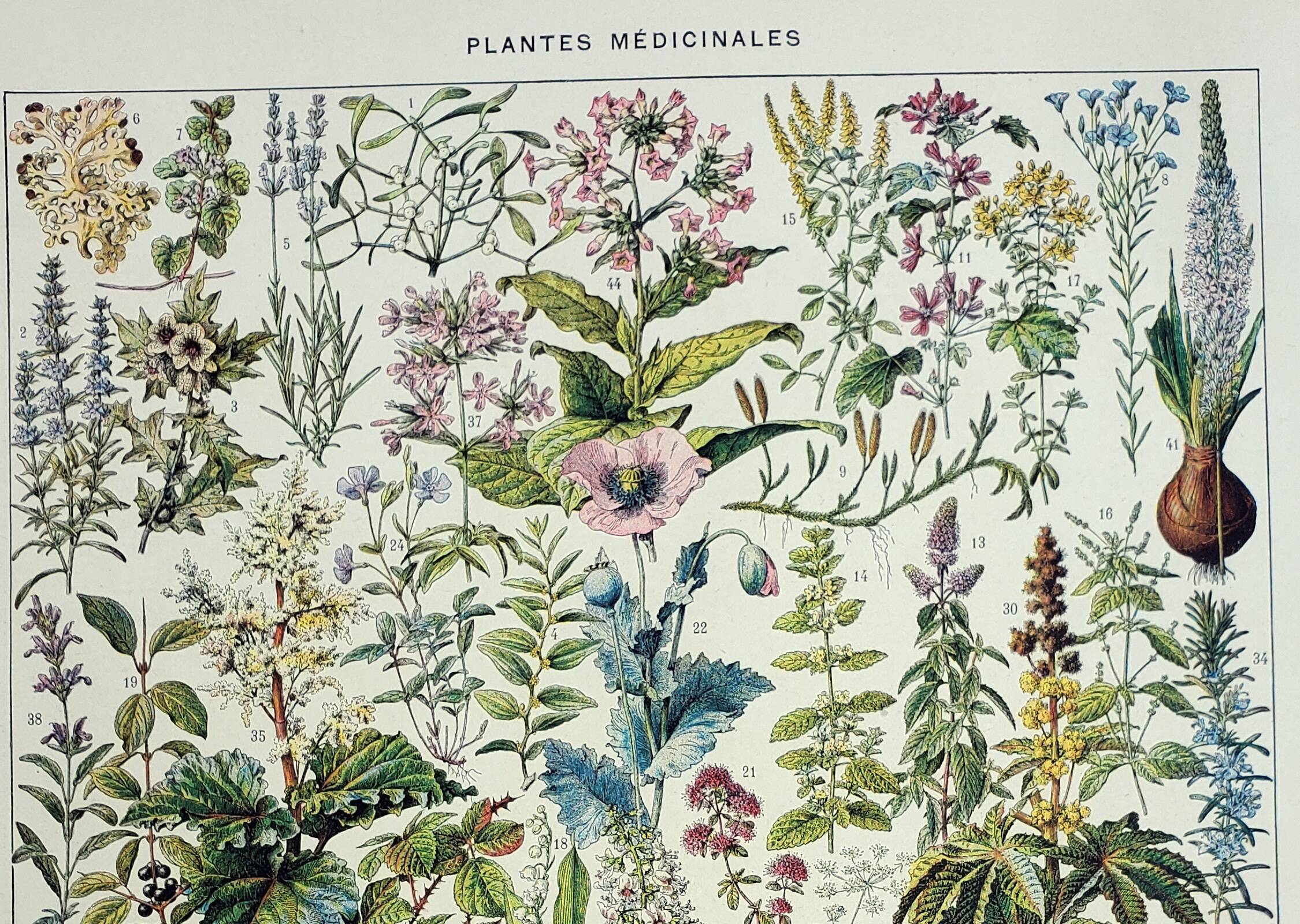 Antique engraving 1928, Medicinal plants 2, herbalism • Lithograph, original illustration