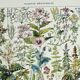 Antique engraving 1928, Medicinal plants 2, herbalism • Lithograph, original illustration