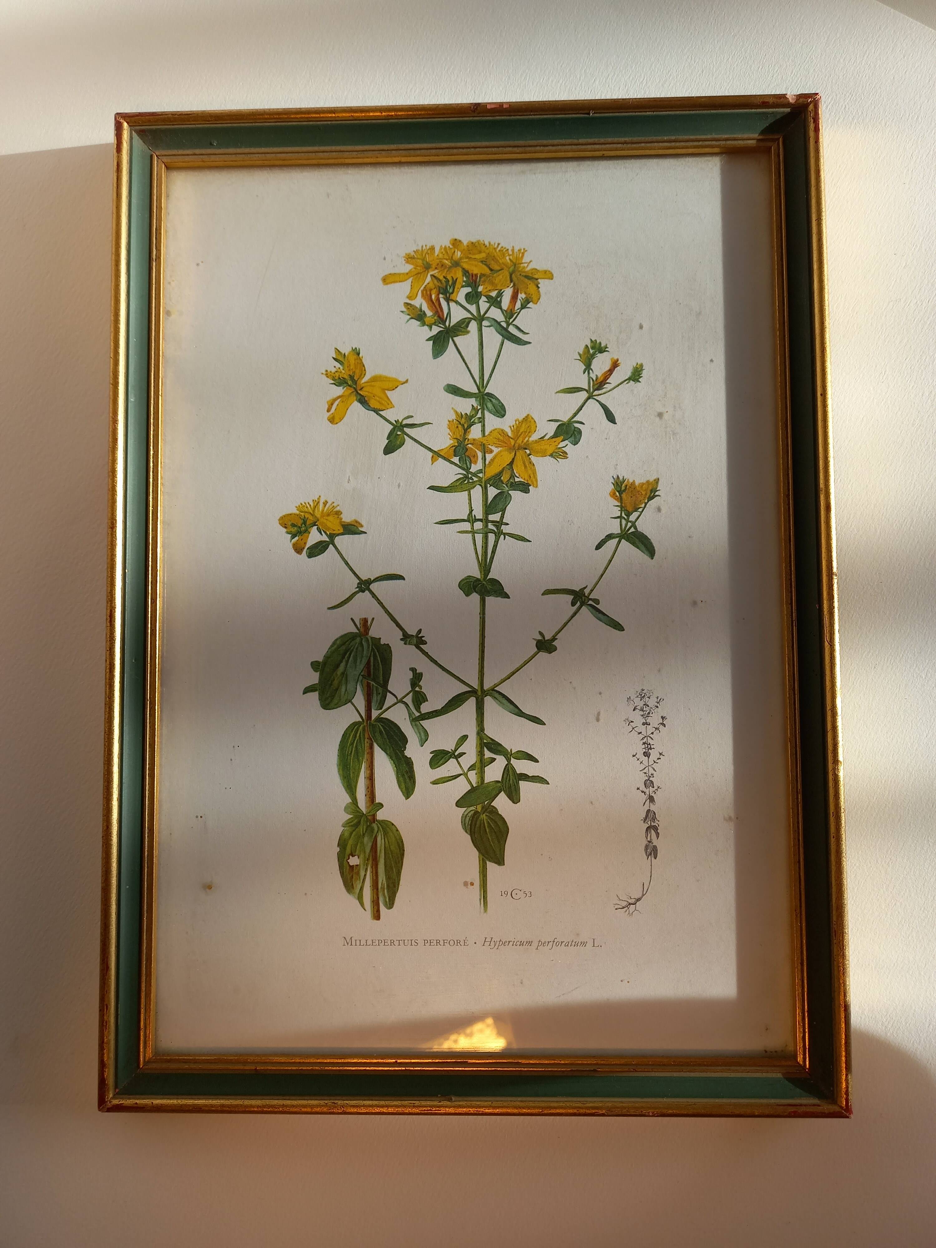 Two botanical drawings