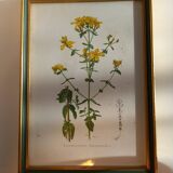 Two botanical drawings