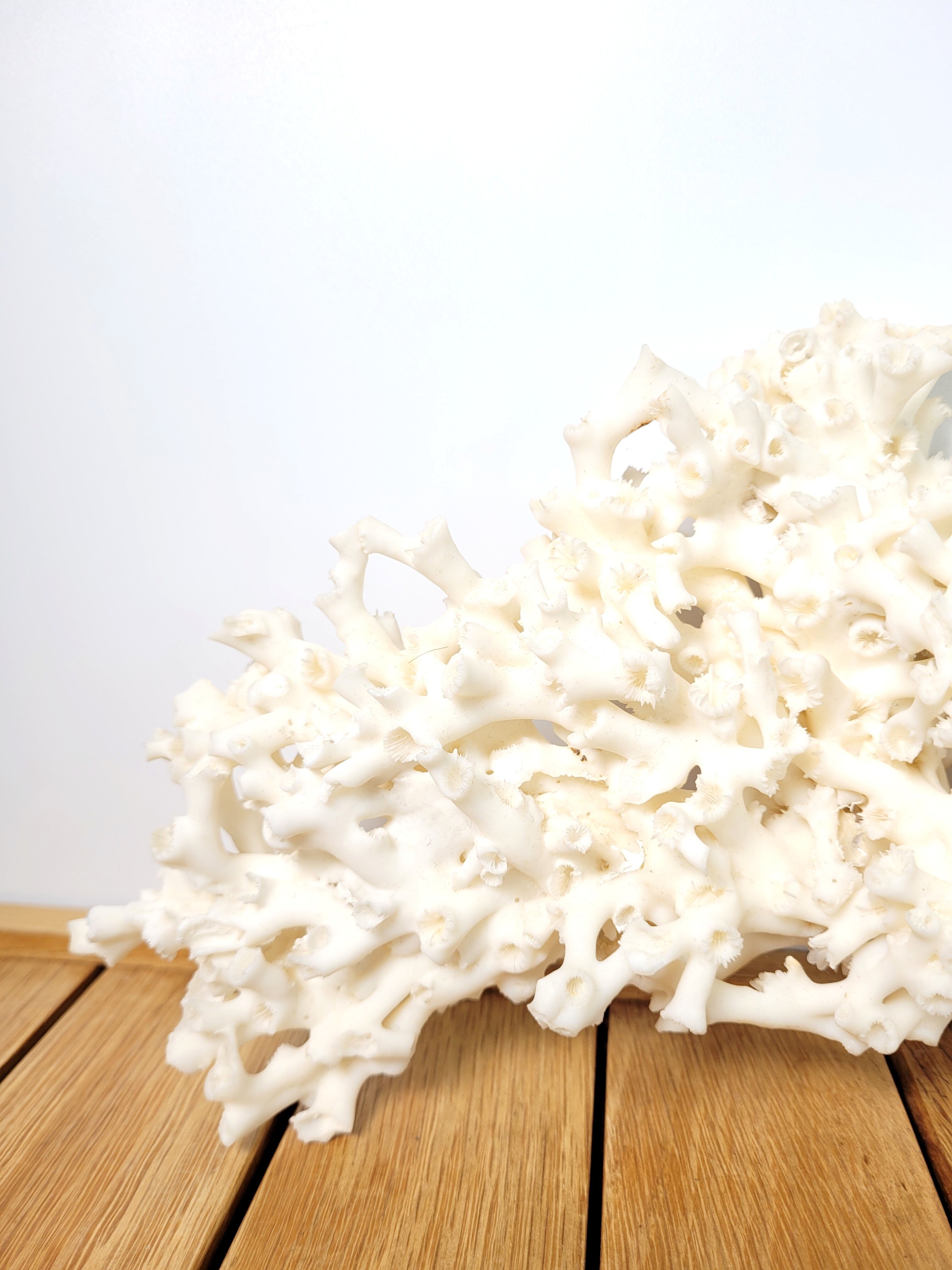 Large white coral 26x16cm