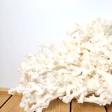 Large white coral 26x16cm