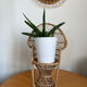 Emmanuelle vintage rattan plant holder