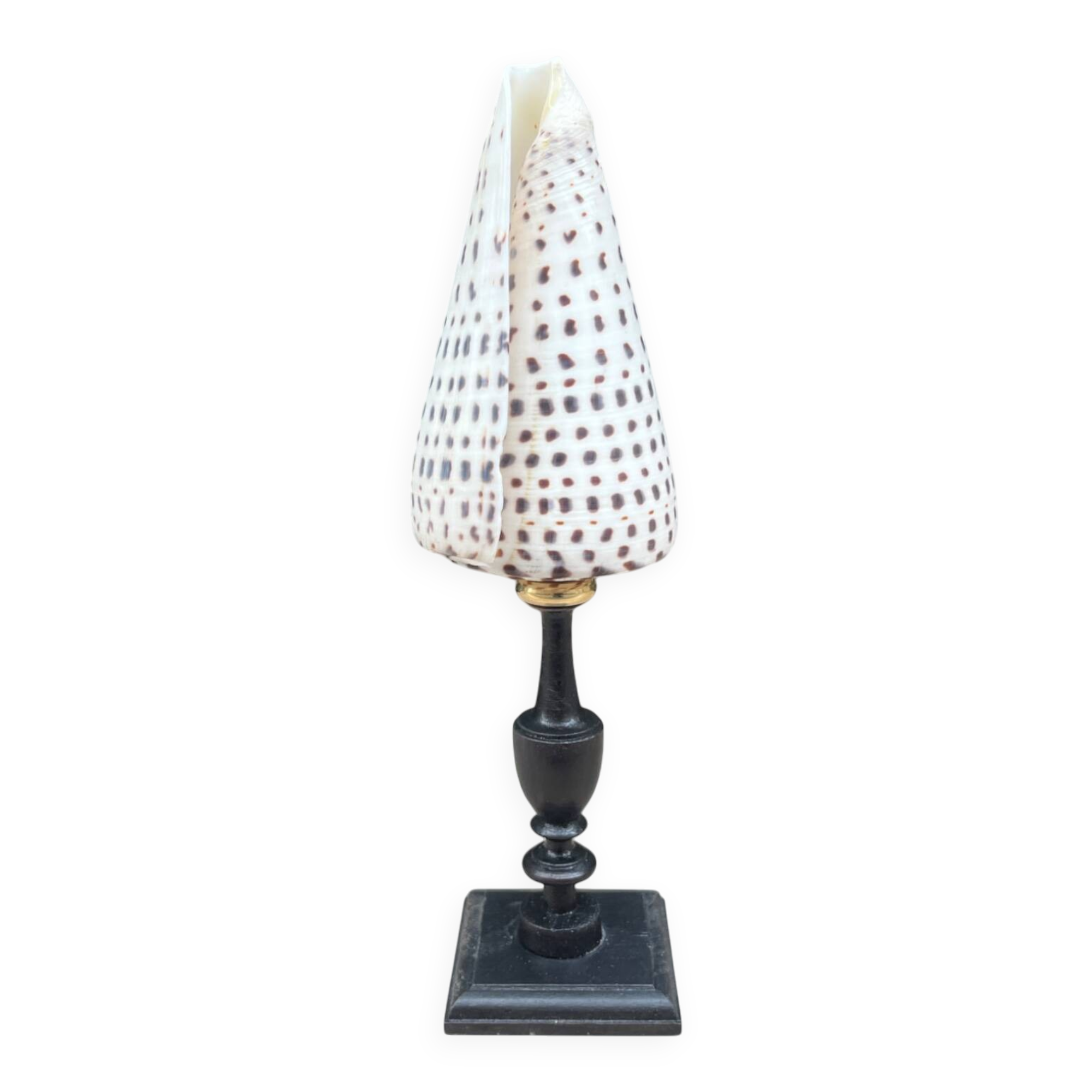 Cabinet of Curiosities: Conus shell on a blackened wooden base, 19th century