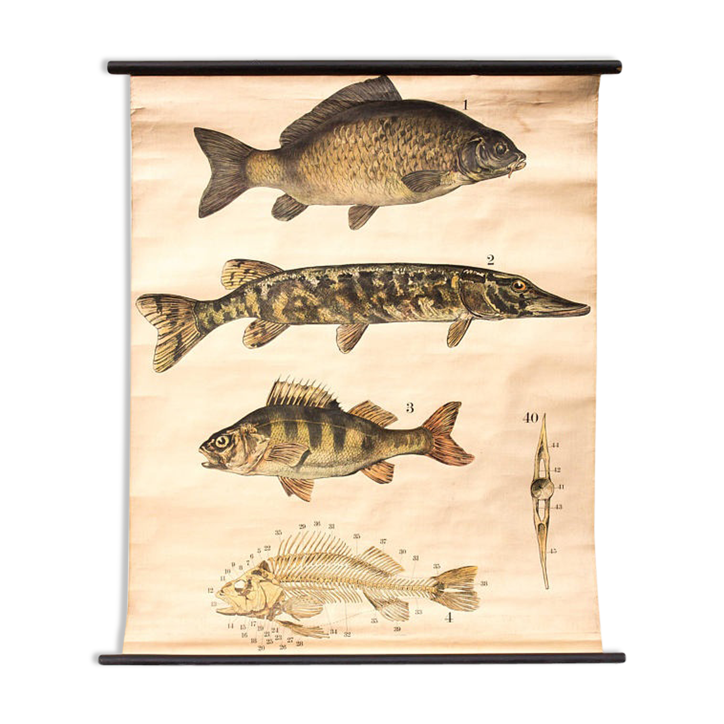 Fish poster, Engleders by J. F. Schreiber, 1893