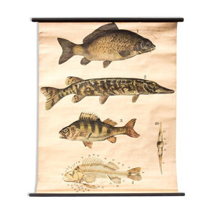 Affiche poissons, Engleders par