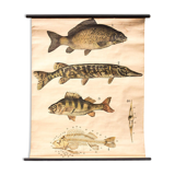Fish poster, Engleders by J. F. Schreiber, 1893