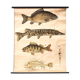 Fish poster, Engleders by J. F. Schreiber, 1893