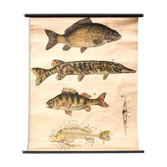 Fish poster, Engleders by J. F. Schreiber, 1893
