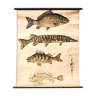 Affiche poissons, Engleders par J. F. Schreiber, 1893