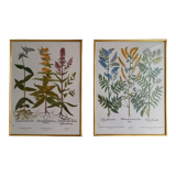 Set of two framed botanical plates