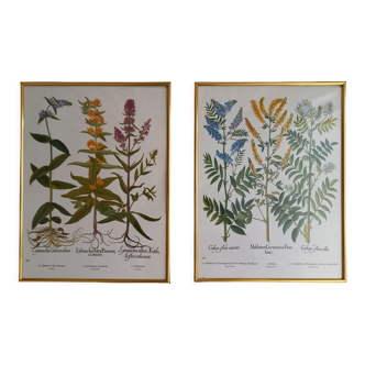 Set of two framed botanical plates