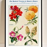 Poster about God's carnations, worries, and maurandies