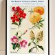 Poster about God's carnations, worries, and maurandies