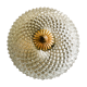 Ceiling lamp