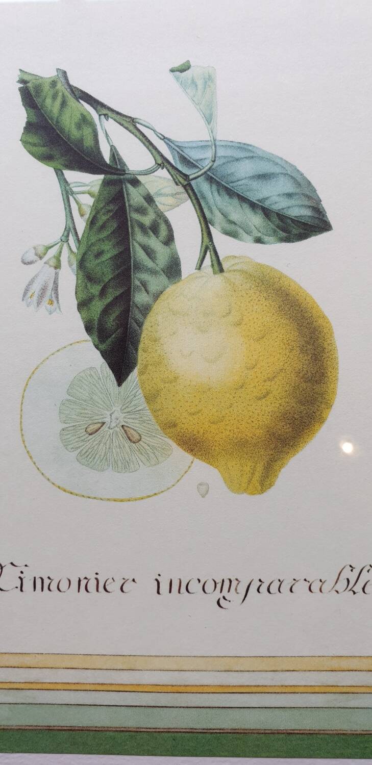Planche botanique citronnier