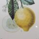 Planche botanique citronnier