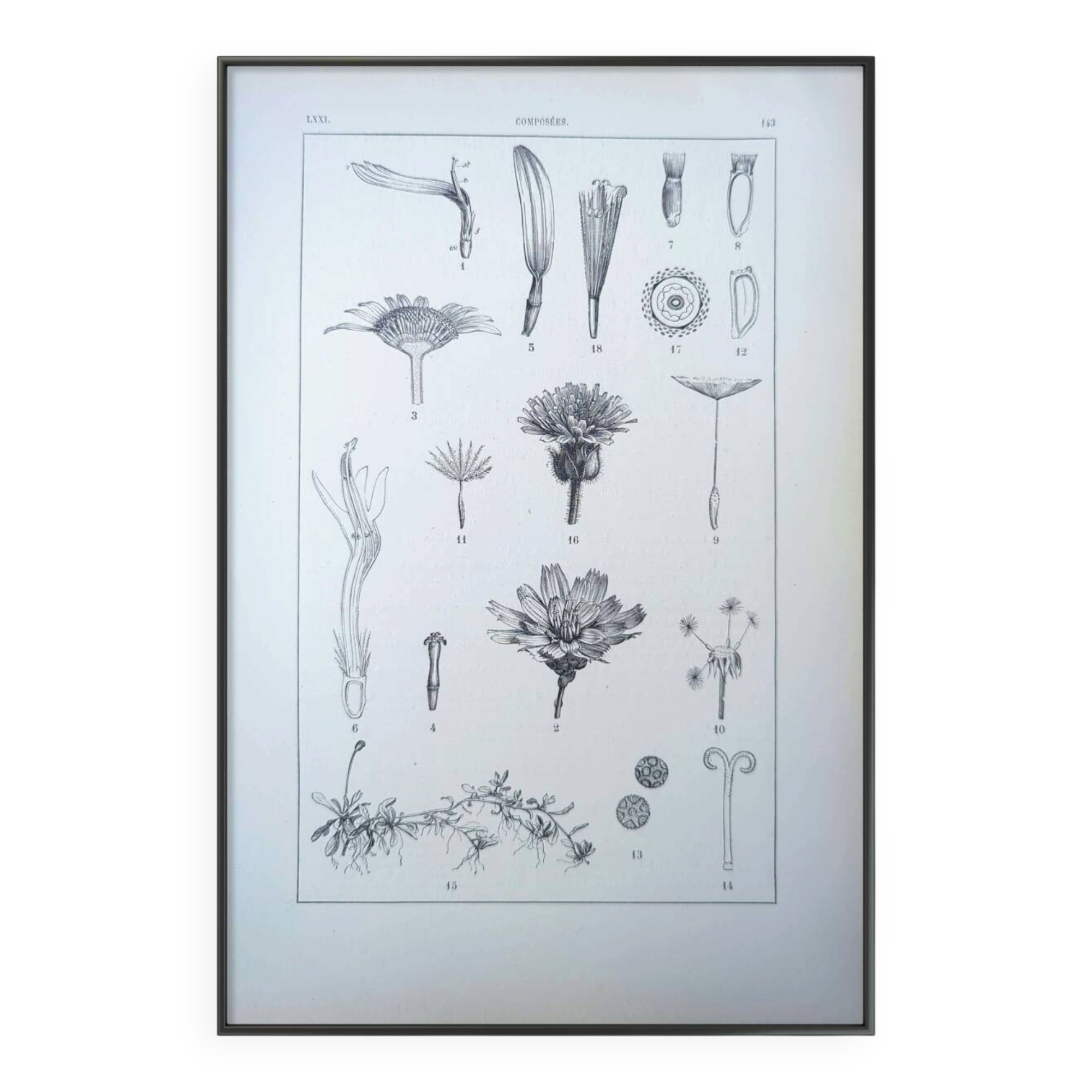 Printed in 1889, the composites. Old botanical plate.