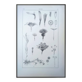 Printed in 1889, the composites. Old botanical plate.