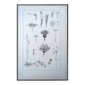 Printed in 1889, the composites. Old botanical plate.