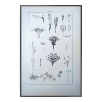 Printed in 1889, the composites. Old botanical plate.