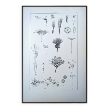 Botanical plate, the compounds, printed in 1889.