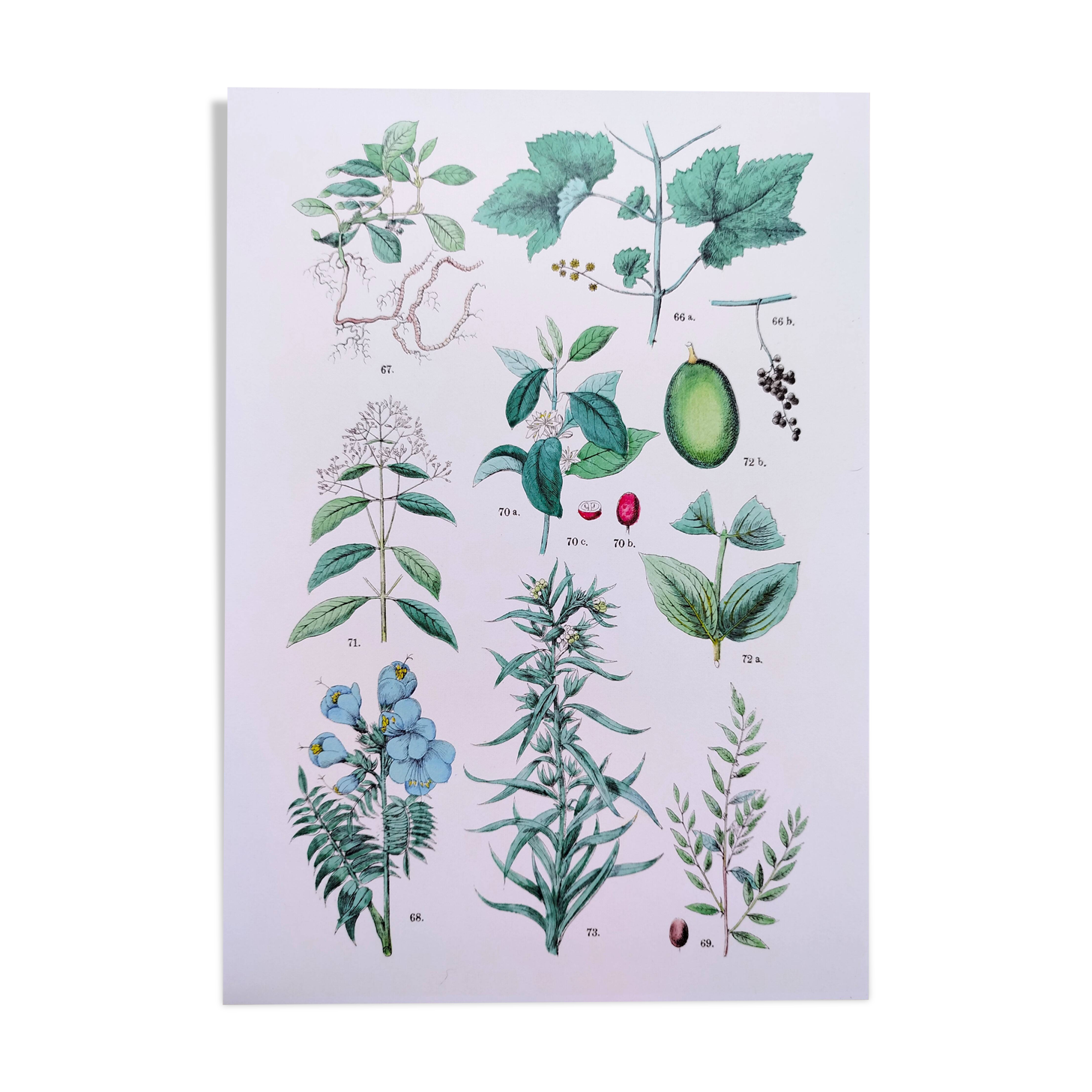 Affiche sur les plantes d'après une gravure de 1881 "vigne et café"