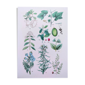 Plant poster based on an 1881 engraving "vine and coffee"