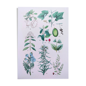 Plant poster based on an 1881 engraving "vine and coffee"