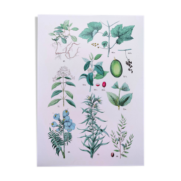 Plant poster based on an 1881 engraving "vine and coffee"
