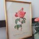 Botanical board Pj Redoute