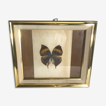 Tableau papillon sous verre vintage